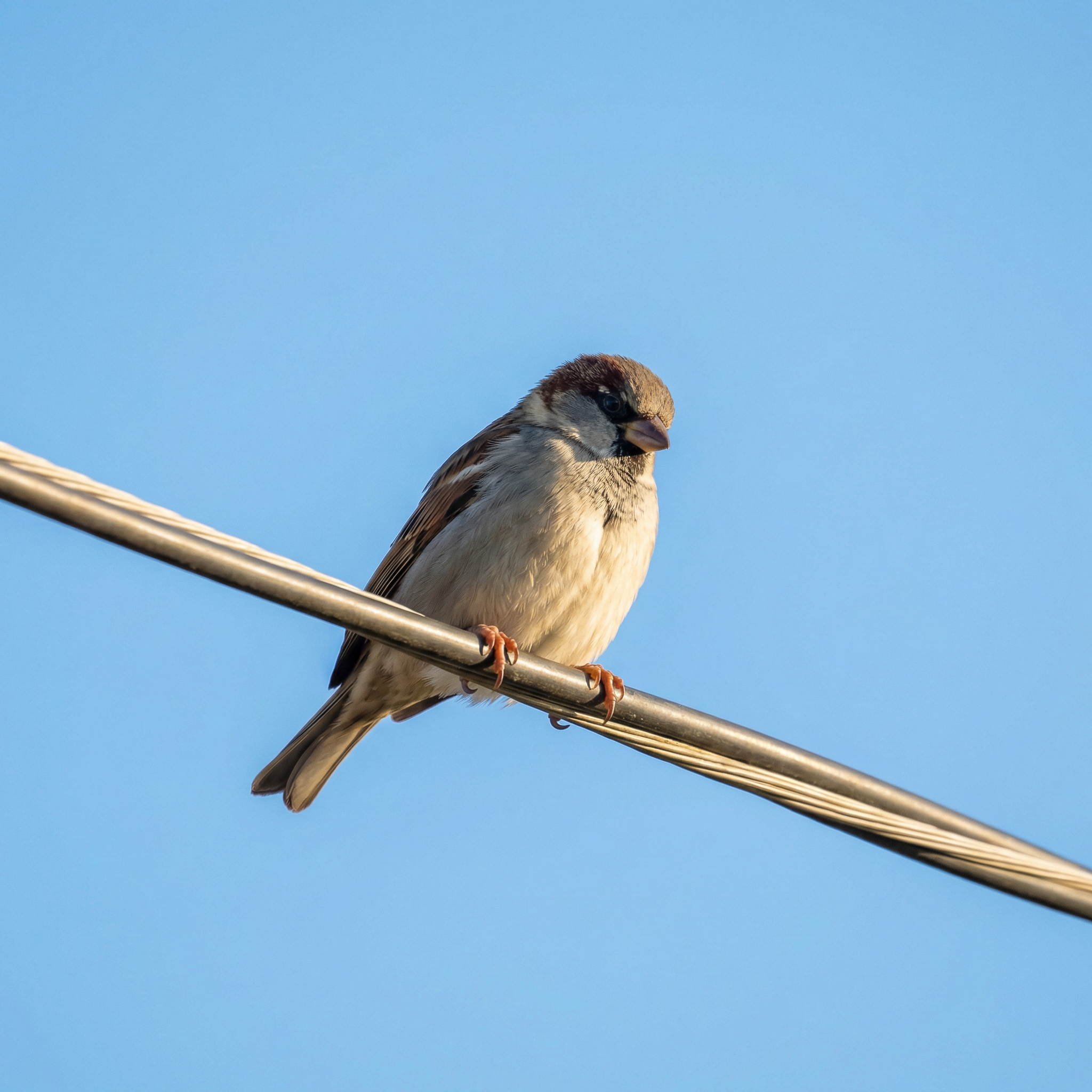 MythBuster: Birds on Wires